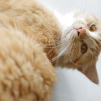 Tekir Kedi, Kedi  Tarçın fotoğrafı