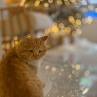 Tekir Kedi, Kedi  Tarçın fotoğrafı