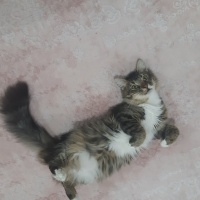 Maine Coon, Kedi  Jack fotoğrafı