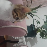 Tekir Kedi, Kedi  Zeytin fotoğrafı