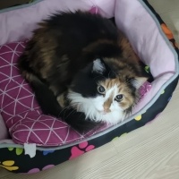 Tekir Kedi, Kedi  mia fotoğrafı