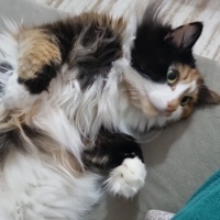 Tekir Kedi, Kedi  mia fotoğrafı