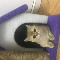 British Shorthair, Kedi  Efe fotoğrafı