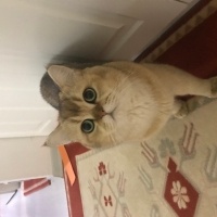 British Shorthair, Kedi  Efe fotoğrafı