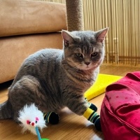 British Shorthair, Kedi  Merlin fotoğrafı