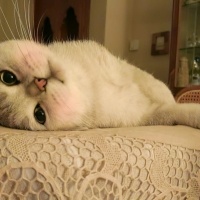 British Shorthair, Kedi  Aslan fotoğrafı