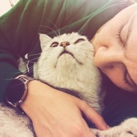 British Shorthair, Kedi  Aslan fotoğrafı