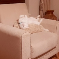 British Shorthair, Kedi  Casper fotoğrafı