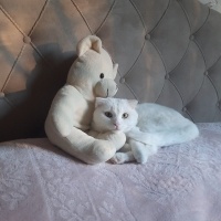 British Shorthair, Kedi  Casper fotoğrafı