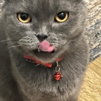 Scottish Fold, Kedi  PONCH fotoğrafı