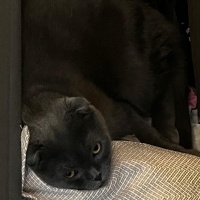 Scottish Fold, Kedi  PONCH fotoğrafı