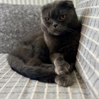 Scottish Fold, Kedi  PONCH fotoğrafı