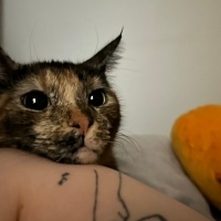 Tekir Kedi, Kedi  Hera fotoğrafı