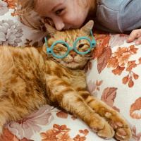 Tekir Kedi, Kedi  Garfield fotoğrafı