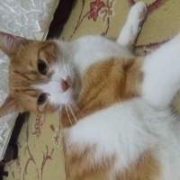 Sarman, Kedi  Prens fotoğrafı
