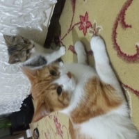 Sarman, Kedi  Prens fotoğrafı