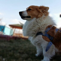 Cardigan Welsh Corgi, Köpek  Köpük fotoğrafı