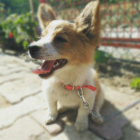 Cardigan Welsh Corgi, Köpek  Köpük fotoğrafı