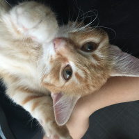 Tekir Kedi, Kedi  Helios fotoğrafı