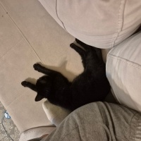 Tekir Kedi, Kedi  Esmer fotoğrafı