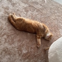 Scottish Fold, Kedi  Tahin fotoğrafı