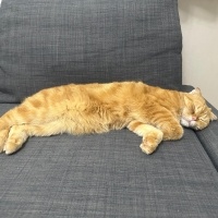 Scottish Fold, Kedi  Tahin fotoğrafı