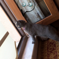 British Shorthair, Kedi  Duman fotoğrafı