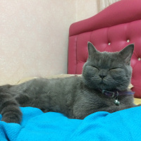 British Shorthair, Kedi  Duman fotoğrafı