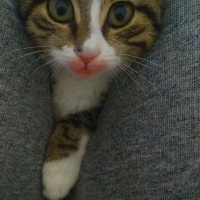 Tekir Kedi, Kedi  Bendis fotoğrafı