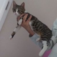 Tekir Kedi, Kedi  Bendis fotoğrafı