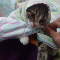 Tekir Kedi, Kedi  Bendis fotoğrafı