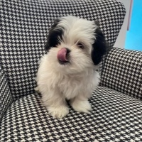 Pekingese, Köpek  Boby fotoğrafı