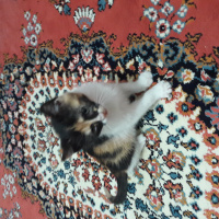 Tekir Kedi, Kedi  PıtPıt fotoğrafı