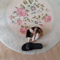 Tekir Kedi, Kedi  PıtPıt fotoğrafı