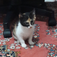 Tekir Kedi, Kedi  PıtPıt fotoğrafı