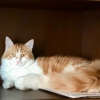 Tekir Kedi, Kedi  Tira  fotoğrafı