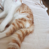 Tekir Kedi, Kedi  Tira  fotoğrafı