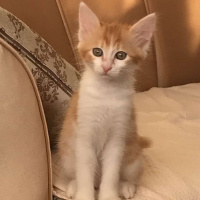 Tekir Kedi, Kedi  Tira  fotoğrafı