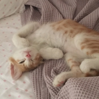 Tekir Kedi, Kedi  Tira  fotoğrafı