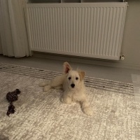Maltese, Köpek  PAŞA fotoğrafı
