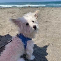 Maltese, Köpek  PAŞA fotoğrafı