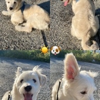 Maltese, Köpek  PAŞA fotoğrafı