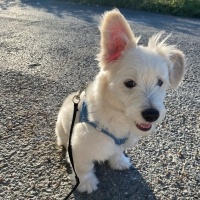 Maltese, Köpek  PAŞA fotoğrafı