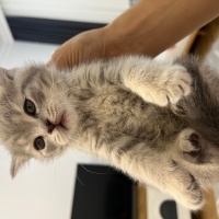 British Shorthair, Kedi  Mia fotoğrafı