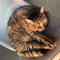 Tekir Kedi, Kedi  Turşu fotoğrafı