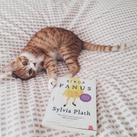 Tekir Kedi, Kedi  Mas fotoğrafı