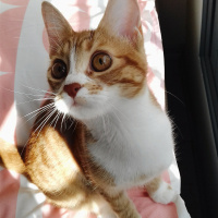 Tekir Kedi, Kedi  Mas fotoğrafı