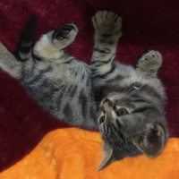 Tekir Kedi, Kedi  Çitos fotoğrafı