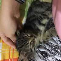 Tekir Kedi, Kedi  Çitos fotoğrafı