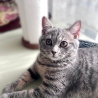 Scottish Fold, Kedi  Maya fotoğrafı